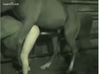Horse copulates his owner drives him mad